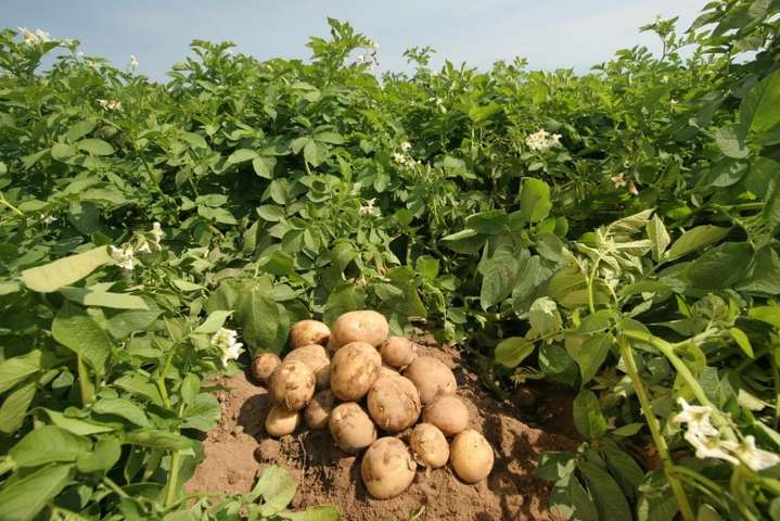 Цены на картофель обвалились: стоимость овоща на рынках