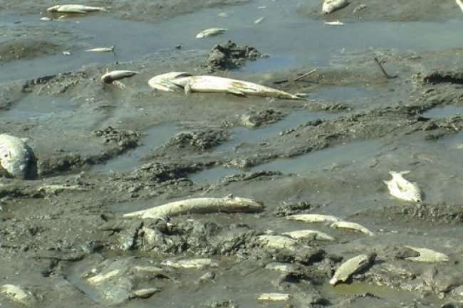 На Волині – масова загибель риби. Попередні збитки становлять понад 8 млн грн
