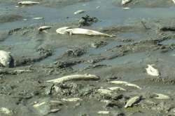 На Волині – масова загибель риби. Попередні збитки становлять понад 8 млн грн