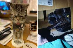 Фото кошек, которые случайно забрели в чужие дома и нашли свое счастье