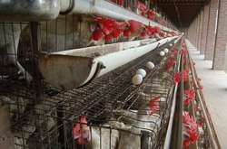 Новий закон дозволить більше не утримувати в тісних клітках приблизно 6 млн курей