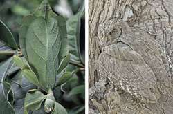 Фото замаскировавшихся животных, на которые захочется посмотреть дважды