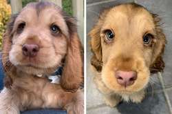 Собака стала звездой в Instagram благодаря своим невероятным глазам (фото)