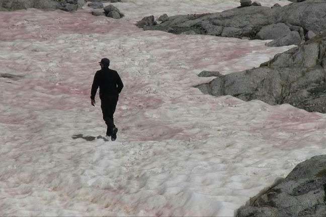 В Альпах з'явився рожевий лід