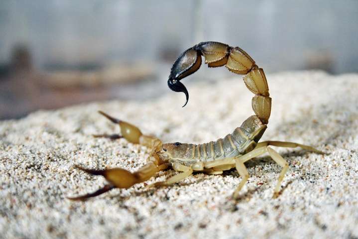 Ученые создали лекарство от рака из яда скорпиона