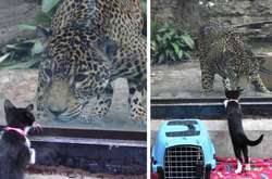 В зоопарк привели собак и котят из приюта, чтобы познакомить их с местными животными