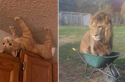 Фото смешных и наглых животных, которых застали врасплох