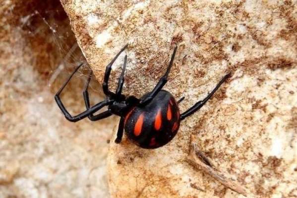 На популярному українському курорті туристку вкусив смертельно небезпечний павук 