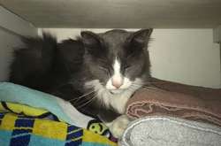 Американка находила около своего дома чужие вещи. Оказалось, что ее кот — клептоман