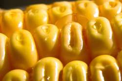 Що варто знати про кукурудзу
