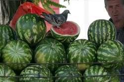 Наразі попит на кавуни в Україні залишається стриманим