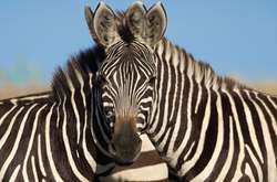 Чудо оптической иллюзии. Люди пытаются угадать, какая зебра стоит впереди (фото)