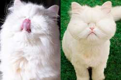 Девушка спасла из приюта слепую кошку и сделала ее звездой в Instagram