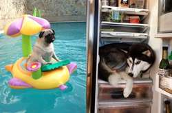 Как животные спасаются от жары: забавные фото