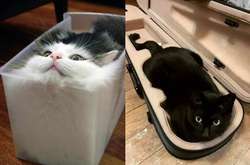 «Как ты туда забрался?»: самые необычные места, в которые втиснулись кошки