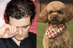 Голливудский актер Орландо Блум потерял своего пса по кличке Могучий