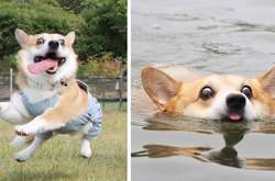 Шкодливый корги из Японии влюбляет в себя забавными гримасами (фото)