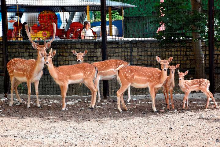 В Одеському зоопарку підростають малюки
