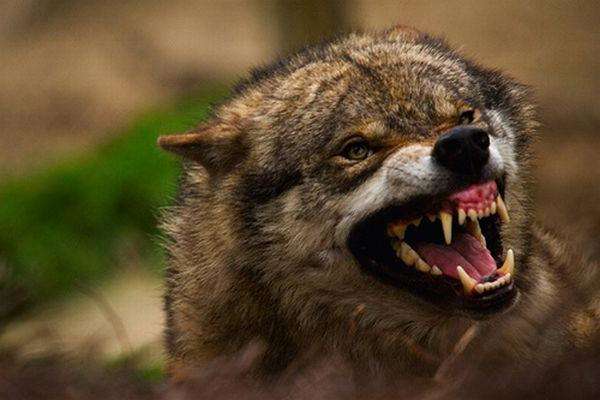 На окупованій Луганщині вовк викрав з подвір’я будинку і загриз дворічну дівчинку