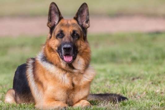 В Австрії військові вчать собак виявляти коронавірус