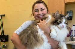 «Восхитительный гигант»: кот из приюта ошеломил соцсети своими размерами (фото)