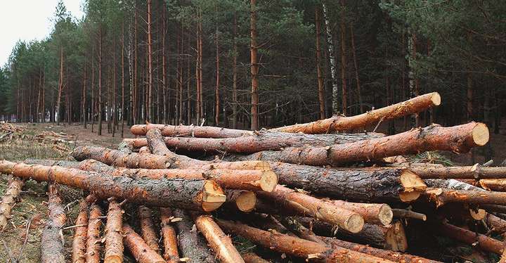 Європа: бум вирубування лісів