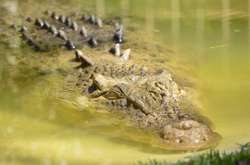 Неймовірний порятунок весляра, чий каяк перевернув алігатор (відео)