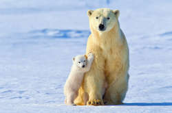 Вчені допускають, що білі ведмеді можуть зникнути до кінця століття