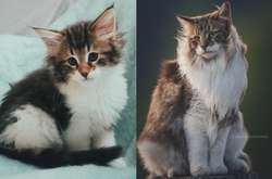 Норвежский лесной кот покорил интернет своим величественным видом (фото)