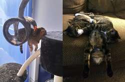 Забавные фото спящих котов, которые не знакомы с гравитацией