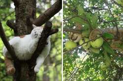 Котоптицы: забавные кошки, которые используют деревья в качестве спальных мест (фото)