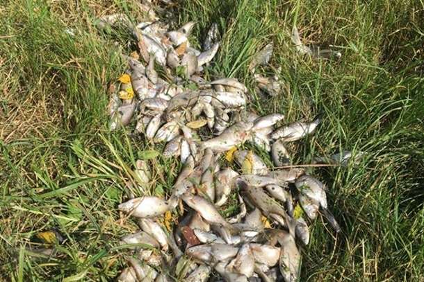 На Житомирщині масово гине риба