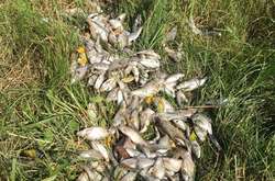 На Житомирщині масово гине риба