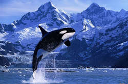 23 июля отмечается Всемирный день китов и дельфинов