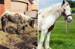 Волонтеры спасли лошадь, которую уже посчитали погибшей. Она выжила и стала красавицей