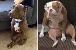 Хозяева собак поделились забавными снимками питомцев, сидящих в человеческих позах