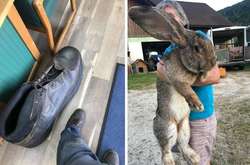 Фото аномально больших вещей, доказывающих, что гиганты живут среди нас