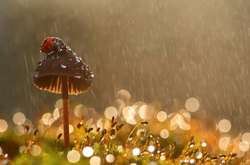 Циклон Anja несе в Україну спеку і дощі з грозами