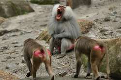 З Одеського зоопарку втекли три павіани