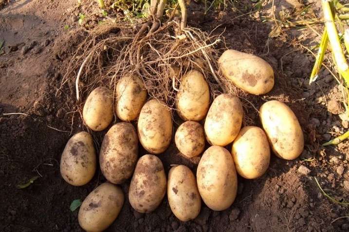 Цены на овощи: стоимость картофеля удивляет украинцев