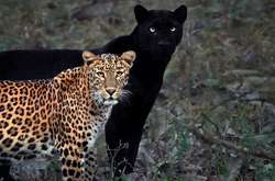 Фотограф ждал 6 дней, чтобы сделать снимок леопарда и черной пантеры