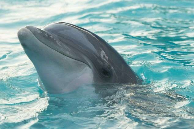 У дельфінарії окупованого Криму розчленували молодого дельфіна