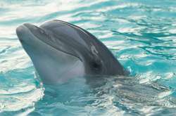 У тварини за життя було безліч хронічних захворювань