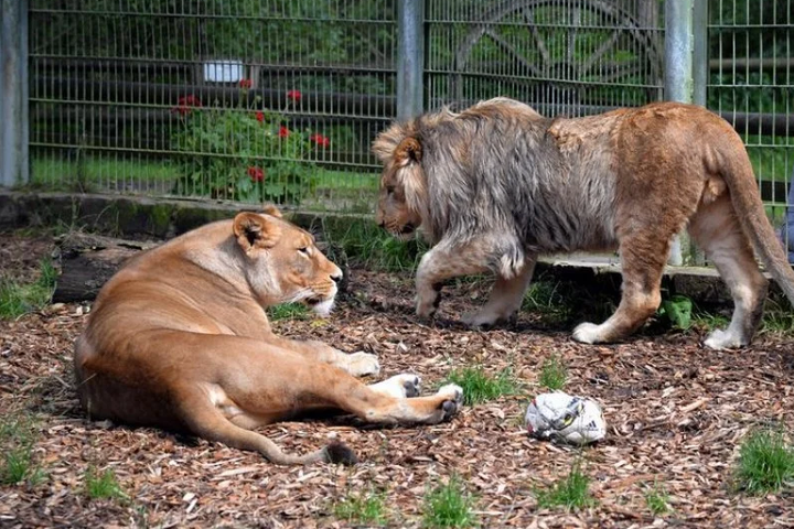 У зоопарку Нью-Йорка звірі стали носіями двох різновидів коронавірусу