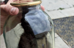 Фотографію котика в банці та відео з ним користувач виклав у Instagram