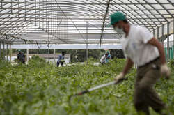 У Баварії коронавірус виявили у сезонних працівників з України