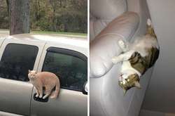 Смешные фотографии котов, которые отказываются подчиняться законам физики