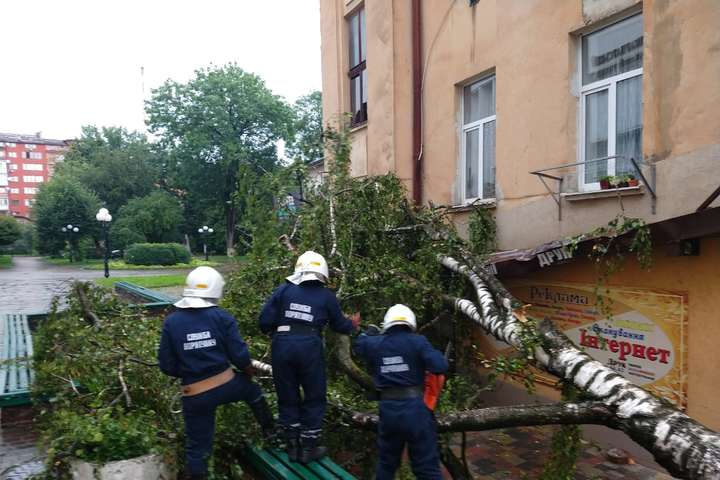 В Івано-Франківську через сильний вітер і зливу падали дерева: фото
