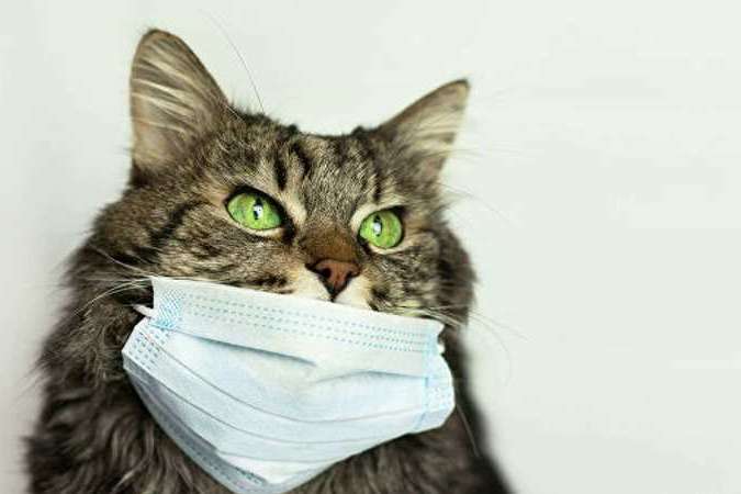 У Великій Британії вперше підтвердили коронавірус у домашнього кота
