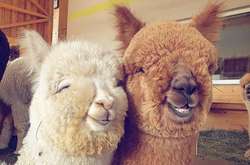 Милые альпака с длинными ресничками и огромными глазками покорят кого угодно (фото)